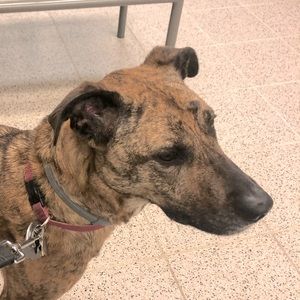 Meet your Posher, Chicca